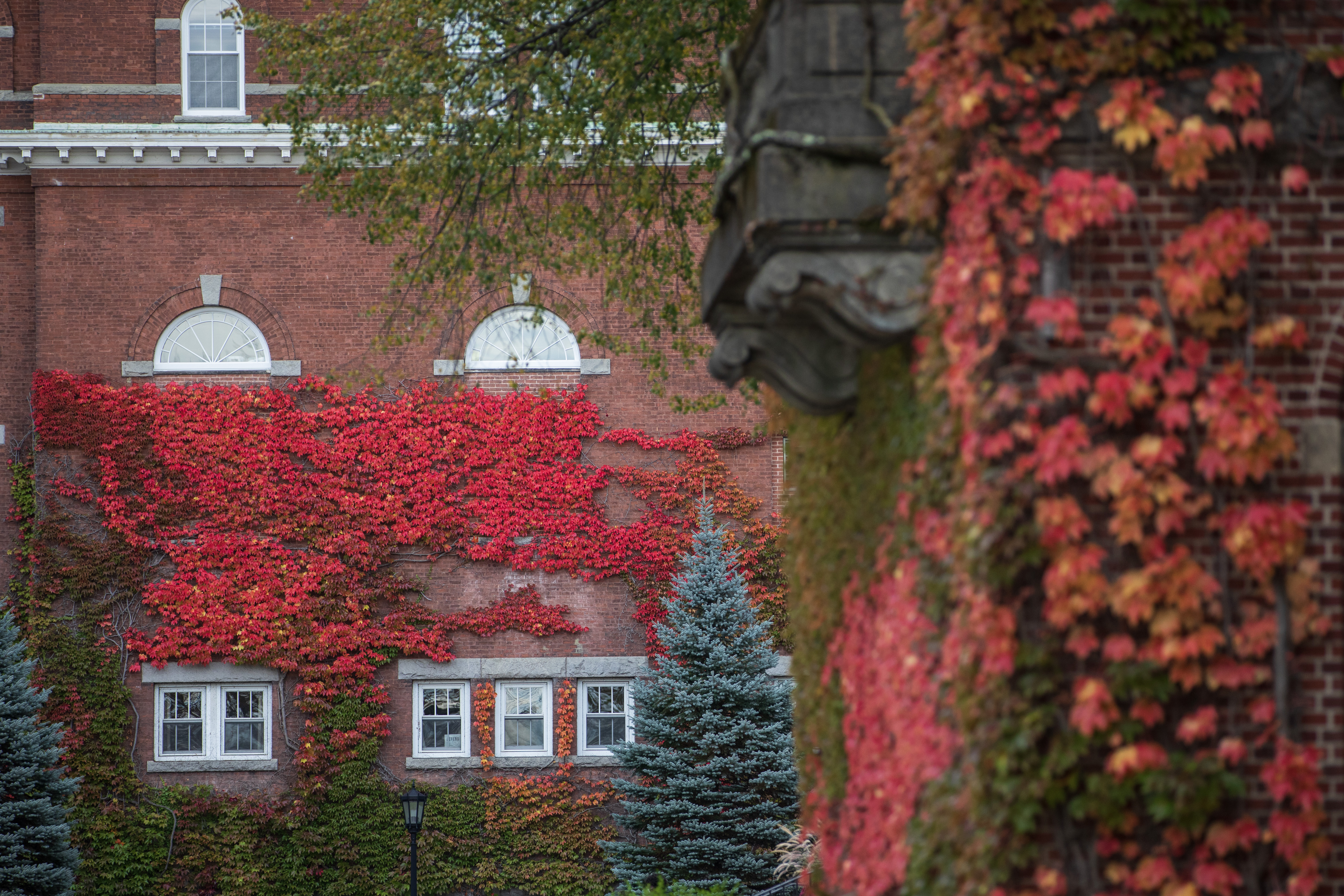 Red ivy covering a brick building