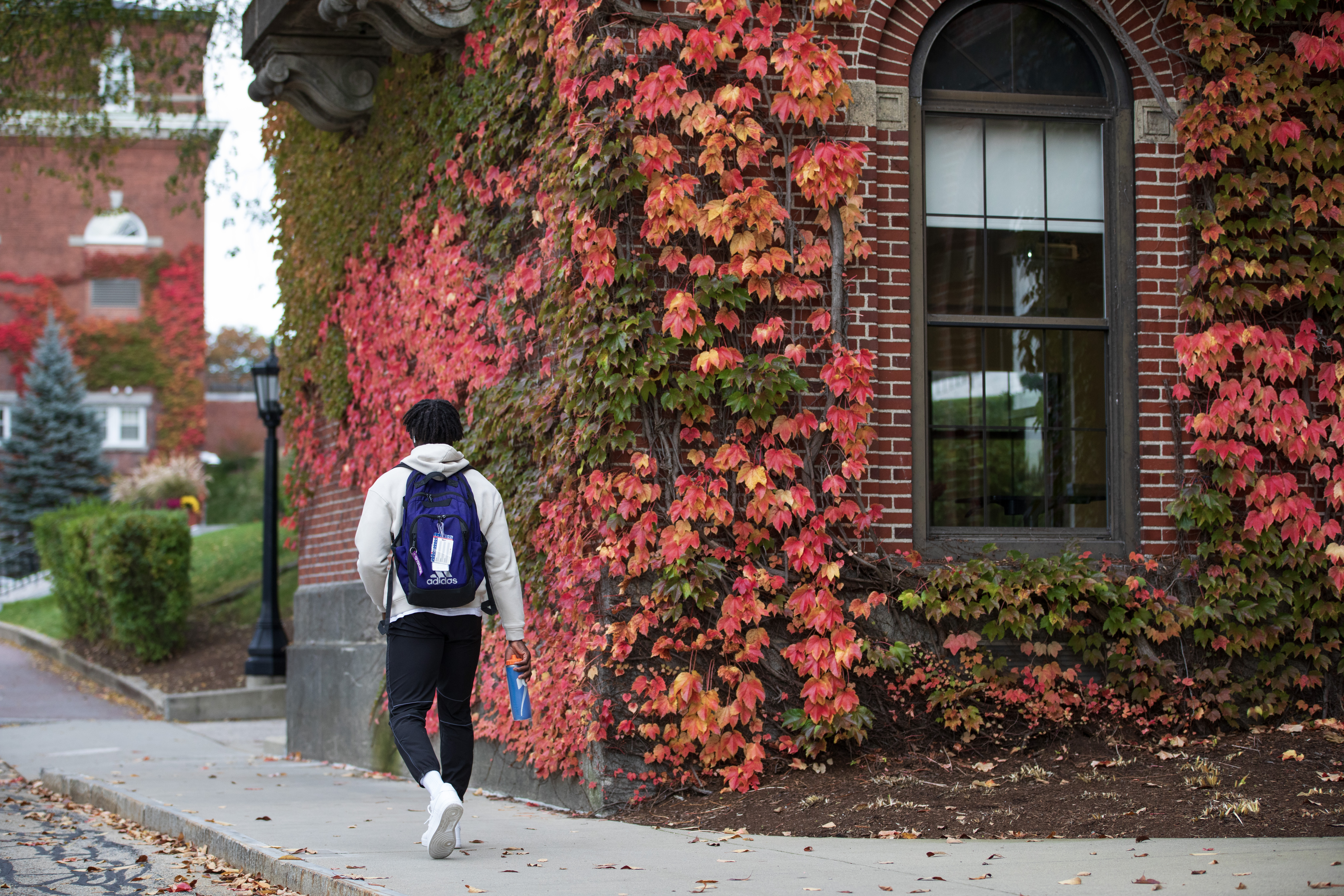 Led red colored ivy on a brick building.