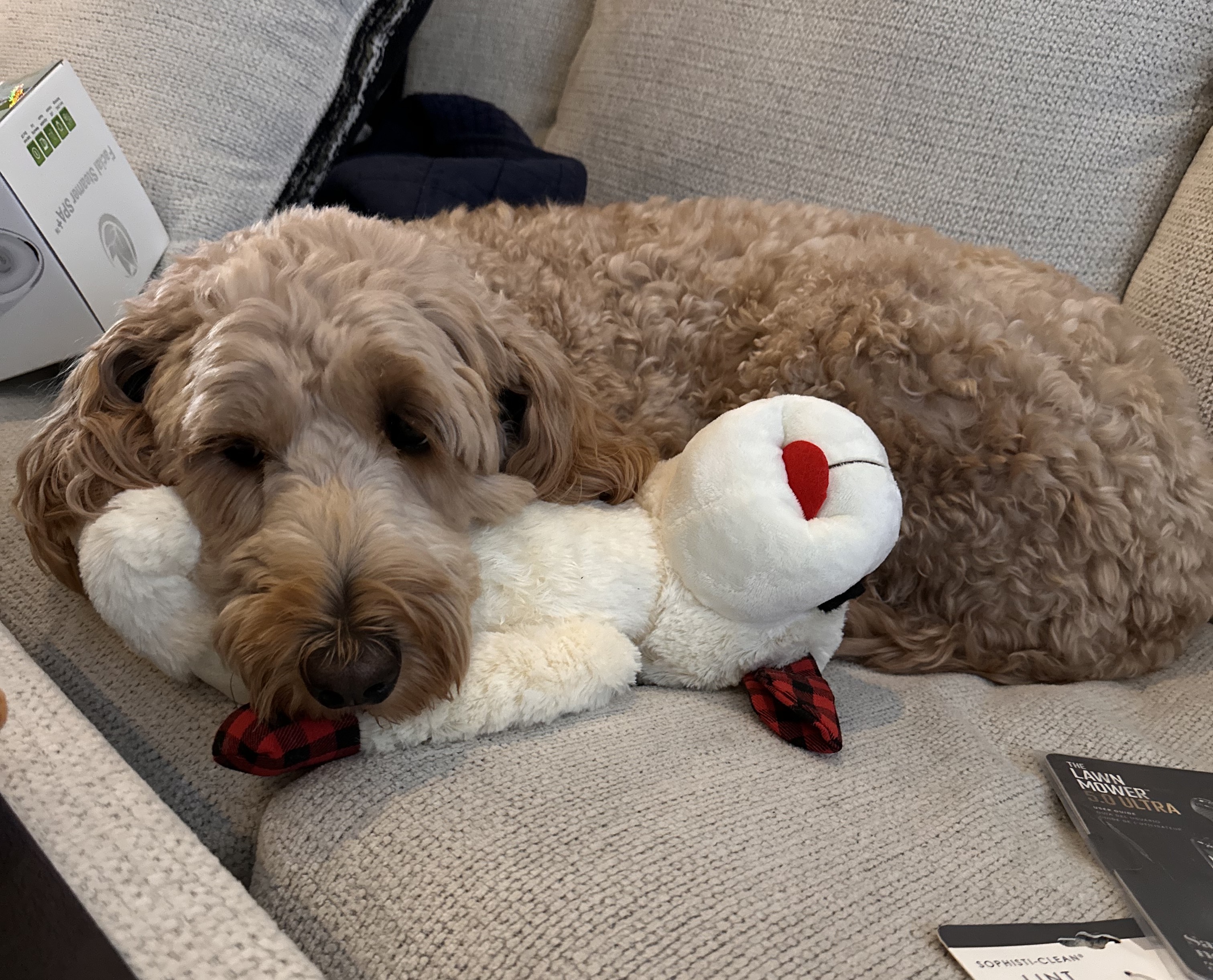 Golden Doddle relaxing on a couch with a stuffed animal toy.