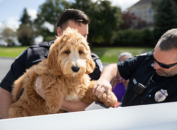 Dog stamps footprint on beam