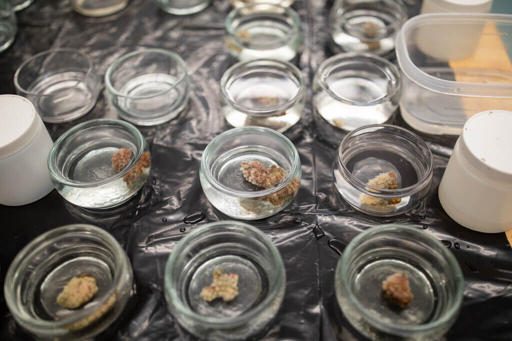 Coral pieces in glass jars