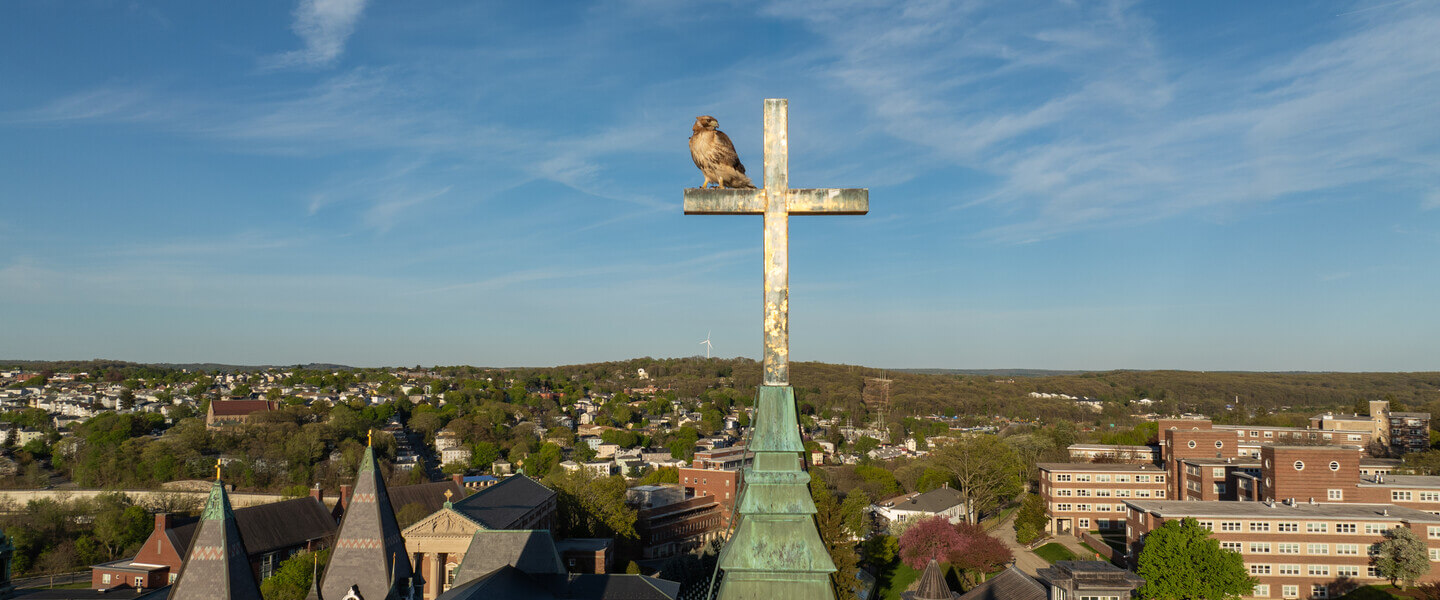 Hawk sitting on a cross