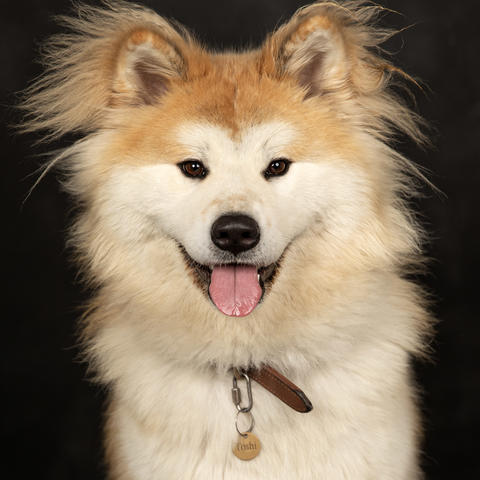 Toshi, a Japanese Akita dog