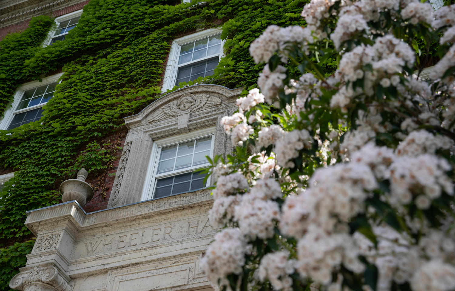 White flowers in the foreground with Wheeler Hall engraved in cement at dorm's entrance