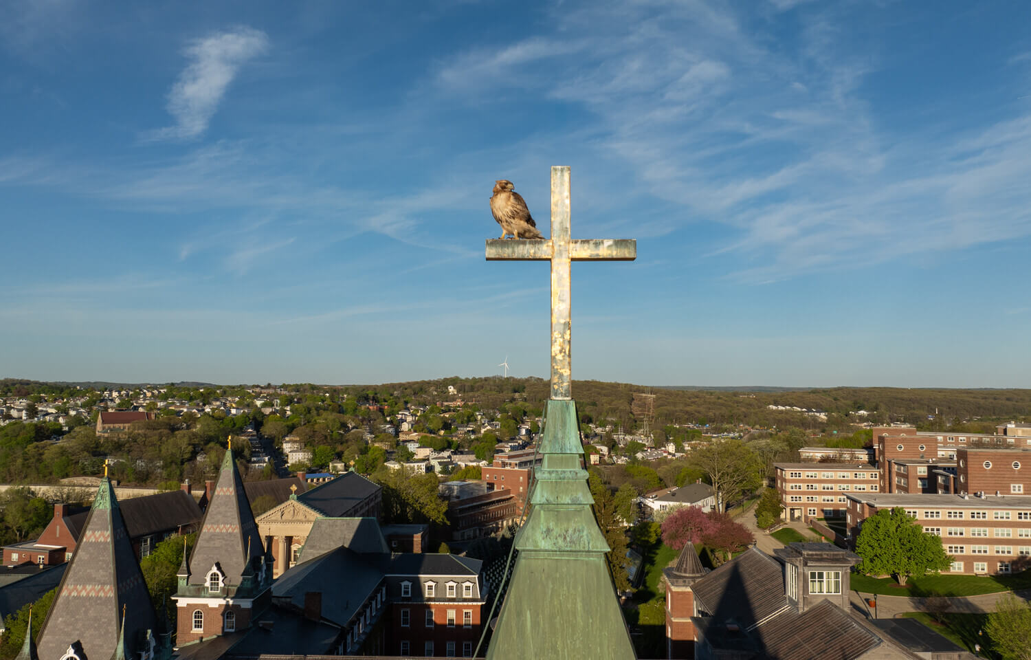Hawk sitting on a cross