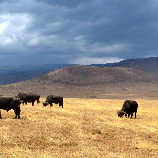 Location: Ngorongoro Conservation Area, Ngorongoro, Tanzania. Photo by: Hannah McCormick '14