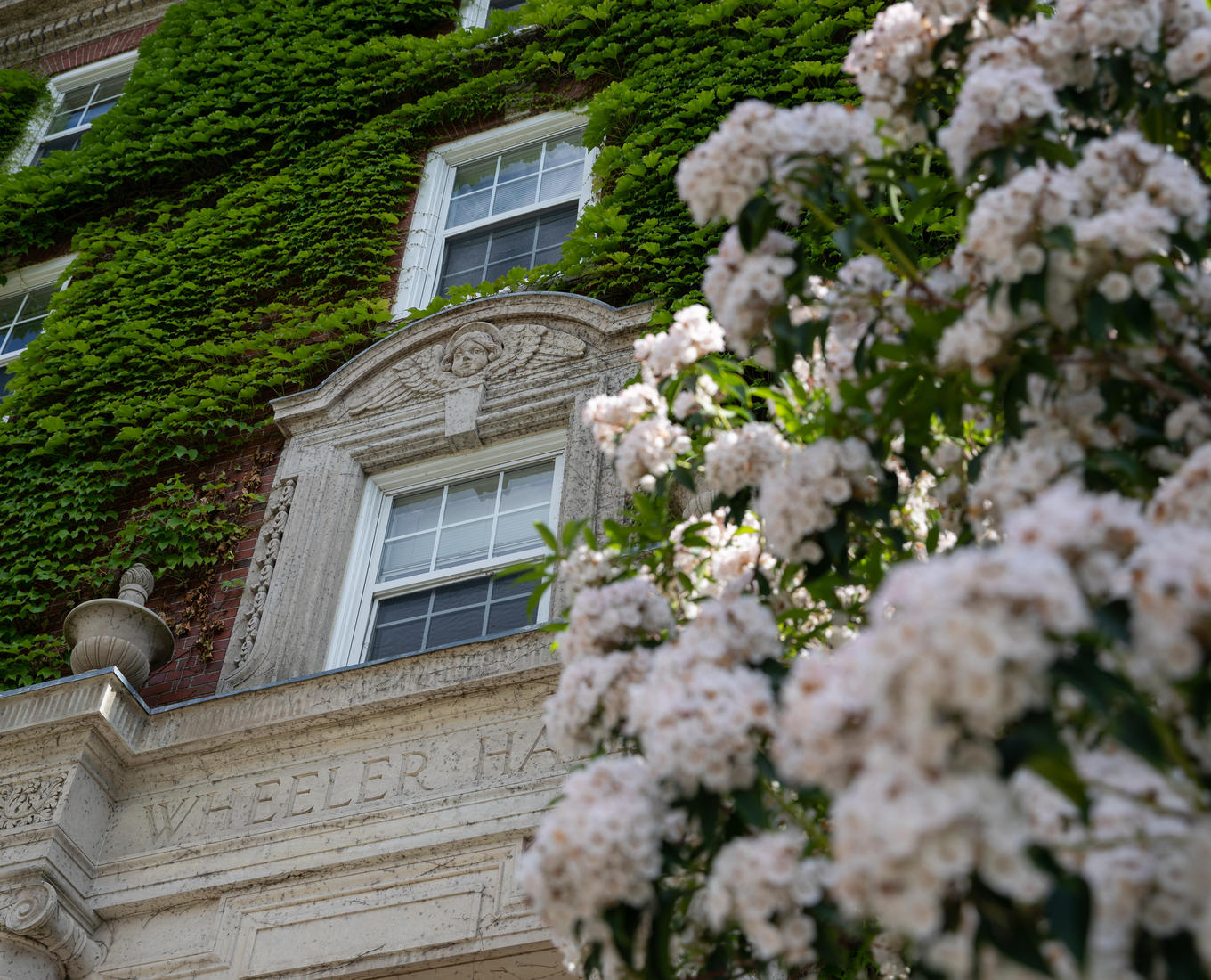 White flowers in the foreground with Wheeler Hall engraved in cement at dorm's entrance